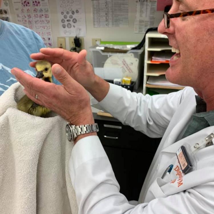 McGehee Clinic For Animals Memphis, TN